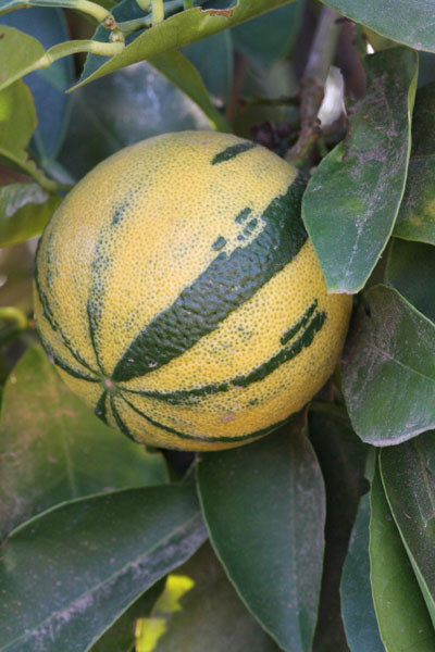 fruits variegated